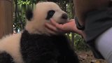 熊猫宝宝：我今天心情不好不想动，谁的面子也不给