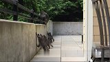 阳台上来了一群不速之客，原来是一家子浣熊到访