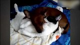 猫咪紧紧抱住狗狗，躺在被子上睡着了，真是温馨！