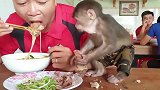 跟随主人外出吃粉的小猴子，一脸嫌弃：这肉不好吃