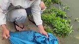 过几天这条河里只有鲶鱼