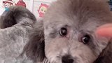泰迪妲己这是咋了，敢咬主人了
