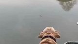 狗狗看见船只经过，朝着船只上的狗狗吼叫