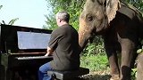 退休音乐家对象弹琴？大象身体都好了！