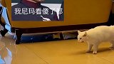 这是不是应该送进国家队，菲律宾选手都看傻了，这是个高手！