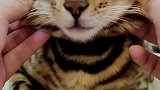 一脸褶子猫大G 孟加拉豹猫  萌宠出道计划  铲屎官手机里的我
