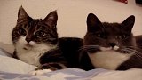 动物世界：爱聊天的两只猫咪，谁能翻译