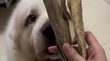我家的狗狗它们都愿吃