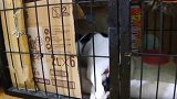 猫咪整日被关在家中，终于有了越狱的念头，跳下窗台那刻真酷