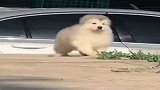 走着走着就没了的汪星人……