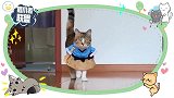 猫咪走秀颇为傲娇：这才是真正的“猫步”