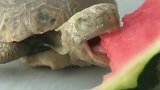 瞅瞅这血盆大口，要是被它咬一口得多疼，以前小看乌龟了