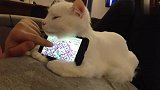 我家的猫咪不可能这么听话的，喵星人太萌了，好可爱！