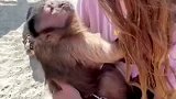 海边一户人家收养了卷尾猴，悉心照顾后，成为家人