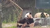 大熊猫那是护树的竹竿，不是给你吃的快放了它
