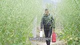 四川方言：老坎做事不像话，一根骨头哄两家，这下好了！