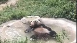 熊猫：别看了，快过来给我搓澡！