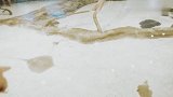五胞胎参观水族馆其他区，每个地方都好吸引人，萌娃们玩的好开心