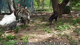 火鸡有四只，公鸡就一只，想不到公鸡还敢对它们动手