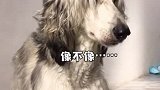 不用去泰国撸哈士奇了，国内首家大型阿富汗猎犬咖啡馆扎根魔都