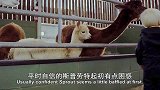 可爱的小崽子们，小羊驼第一次见小朋友，小朋友有爱的喂它吃东西