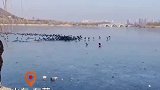 宠物狗跑到冰面上，追赶成群的野鸭子