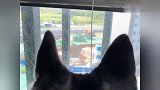 怪不得二哈这么安静，凑过去一看，还好发现的早！