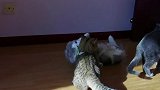 猫咪的迷惑行为