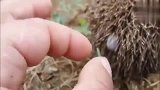 刺猬身上被这只虫子吸住了!拽掉的画面简直太爽了