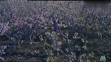落花坡情仇：九十年代武侠片，《落花坡情仇》天山电影制片厂出品