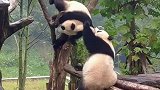 熊猫：随便你咬我，反正我皮厚！