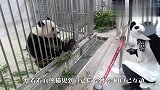 游客假扮大熊猫去逛动物园，真熊猫看到后，反应太好玩了