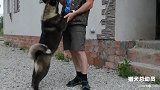 美系秋田犬跟主人一起玩耍，这家伙真是太可爱了
