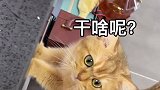 小猫咪的好奇心能有多强