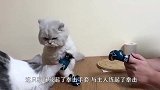 猫咪和主人打拳击，一只猫咪凑了过来，猫咪：它喵的，来的正好！