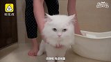 长毛猫洗澡，安安静静那叫一个乖巧