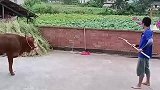 牛，菜就多练