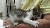 小奶猫在主人怀里肆意撒娇卖萌，心都化了