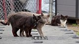 宠物猫流浪，能活多久