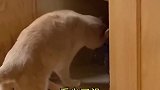 这猫又开始翻箱倒柜了
