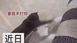 猫和兔子打架，兔子毫无还手之力