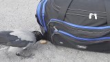 这只乌鸦成精了？主人带它出门旅游 它主动跑去检查行李袋