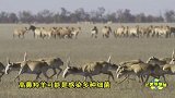 哈萨克斯坦15万羚羊离奇死亡的原因竟是这个