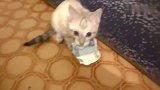 财迷小猫偷了钱，死活不愿意还给主人