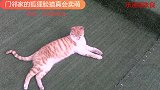 门邻家的狐狸脸猫真会卖萌，实在是太可爱了！