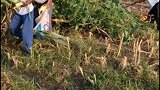 玉米地还没有收割完，遭一群老人闯进田地一顿哄抢：“不让抢还骂人拦都拦不住”  玉米地 老人
