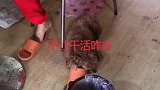 真实是像着妈妈啊！活我干妈妈就坐着