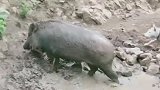 猪：我现在是家猪，你们咬我干啥！
