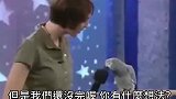 这天才灰色鹦鹉，竟然说自己是超级巨星，观众看的目瞪口呆