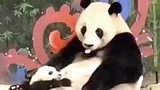 一孕傻三年，熊猫也不例外
